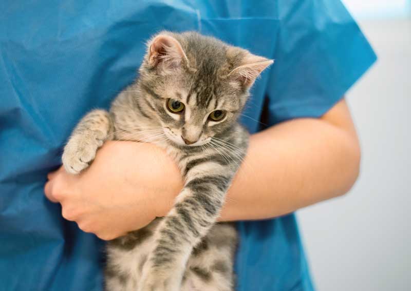 Carousel Slide 2: Feline veterinary exams
