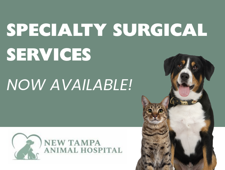 Specialty Surgical Services Now Available at New Tampa Animal Hospital!